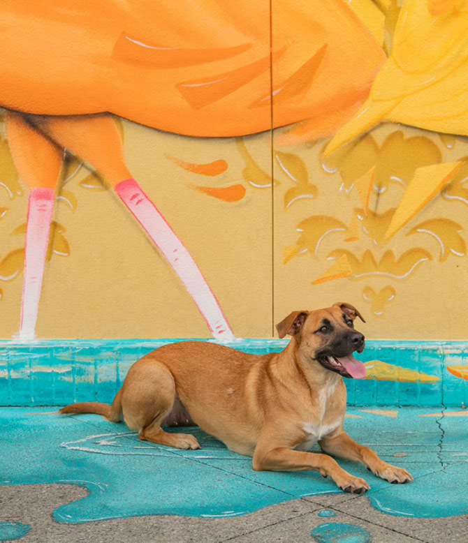 Pet lovers at destin commons