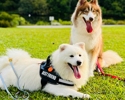 two dogs sunbathing mobile