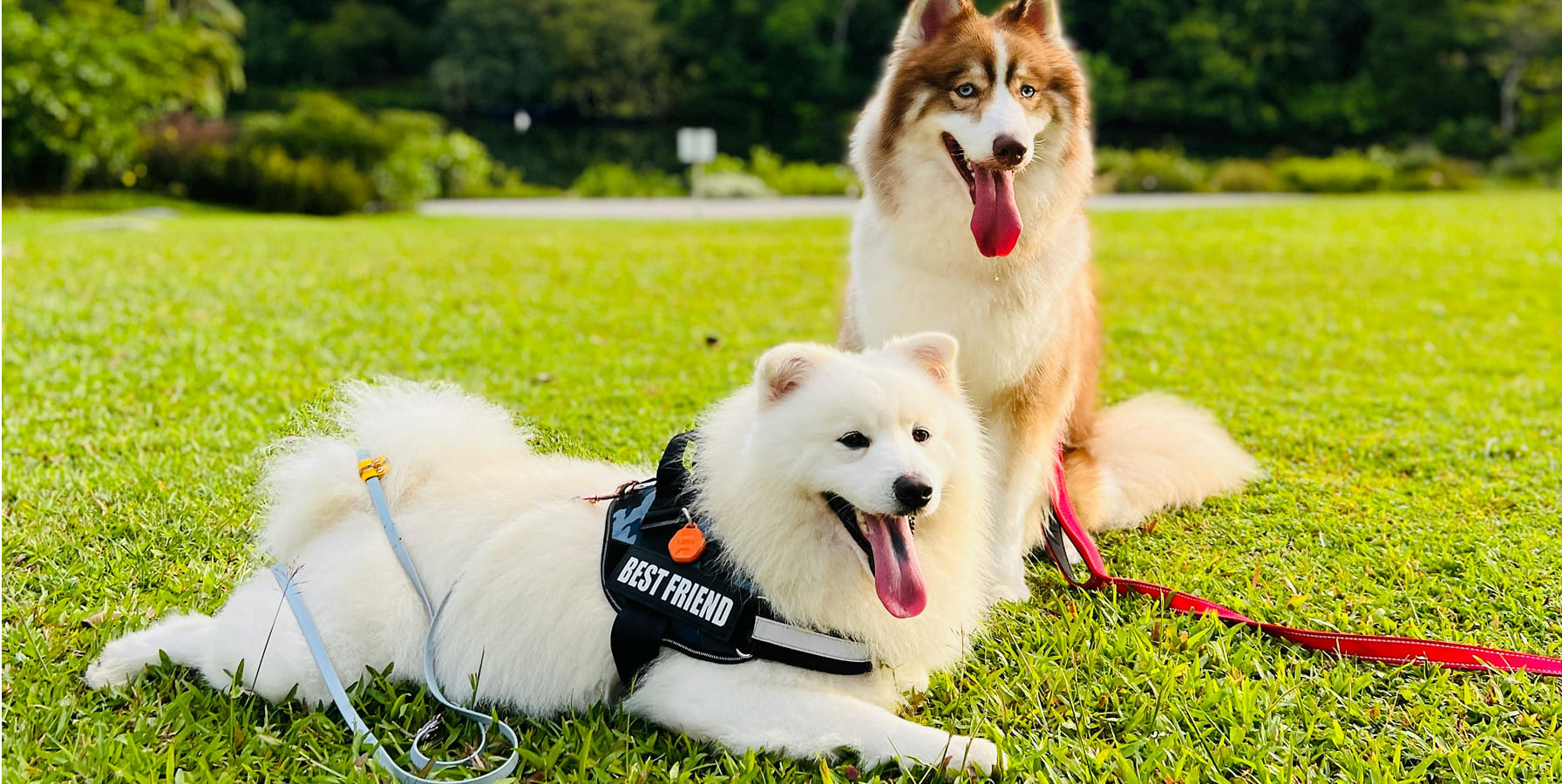 two dogs sunbathing